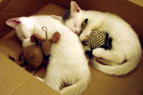 爱游戏体育-“法甲争冠火药味十足，劲旅全力冲刺最后阶段”，法甲 经典比赛