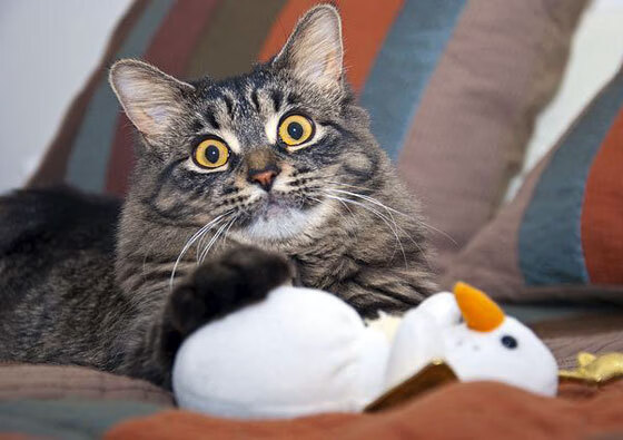 _梦幻天空跑:在云端奔驰的奇妙体验_,梦幻天空图片