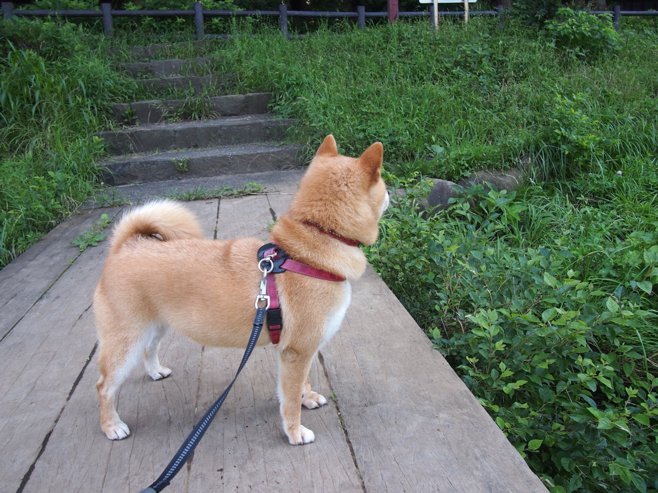 _费德勒宣布退役,网坛传奇告别赛场_,费德勒退出2020赛季 新闻