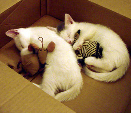 “法甲争冠火药味十足,劲旅全力冲刺最后阶段”,法甲 经典比赛