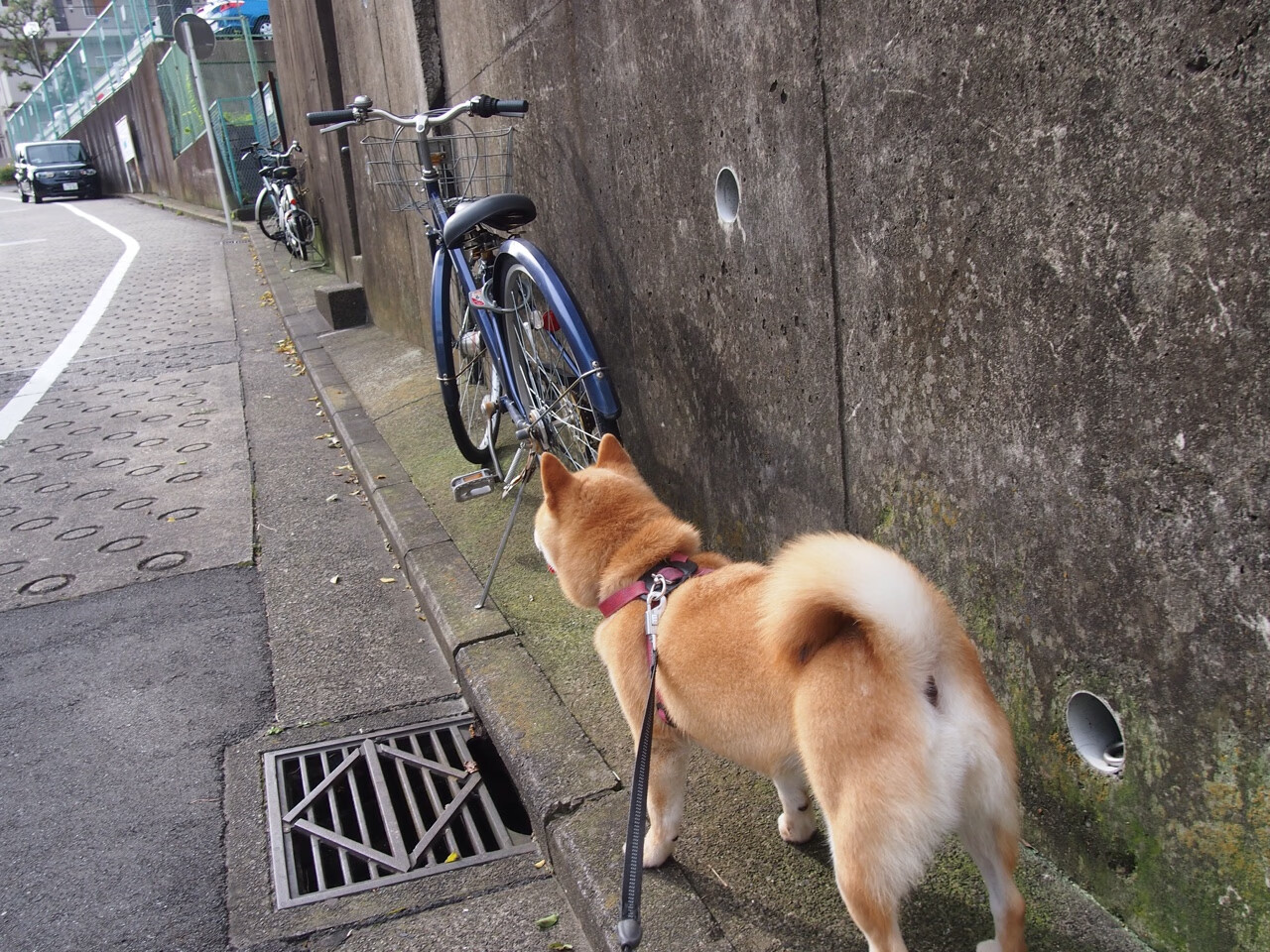 “法甲争冠火药味十足,劲旅全力冲刺最后阶段”,法甲 经典比赛